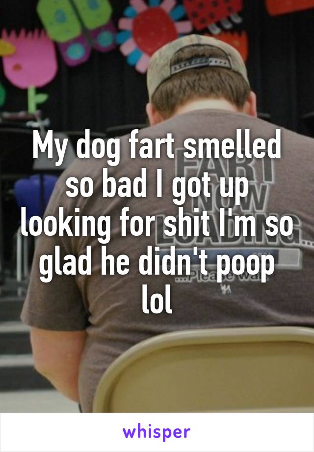 My dog fart smelled so bad I got up looking for shit I'm so glad he didn't poop lol