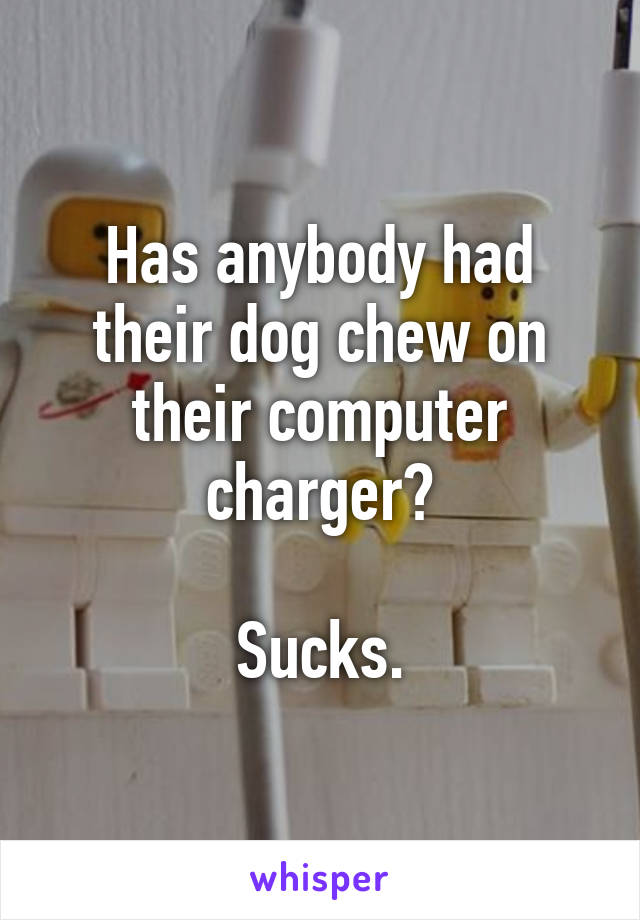 Has anybody had their dog chew on their computer charger?

Sucks.