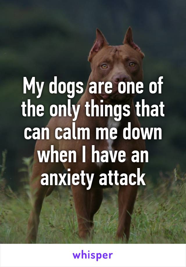 My dogs are one of the only things that can calm me down when I have an anxiety attack