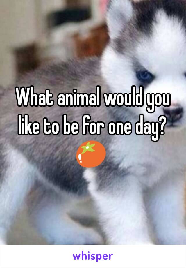 What animal would you like to be for one day? 
🍅 