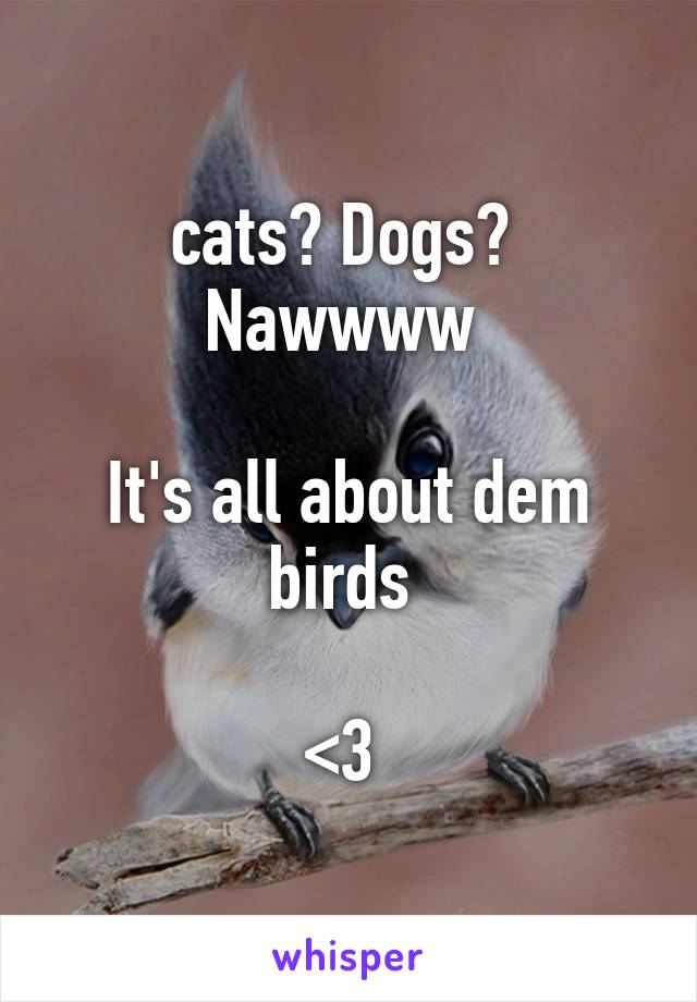 cats? Dogs? 
Nawwww 

It's all about dem birds 

<3 