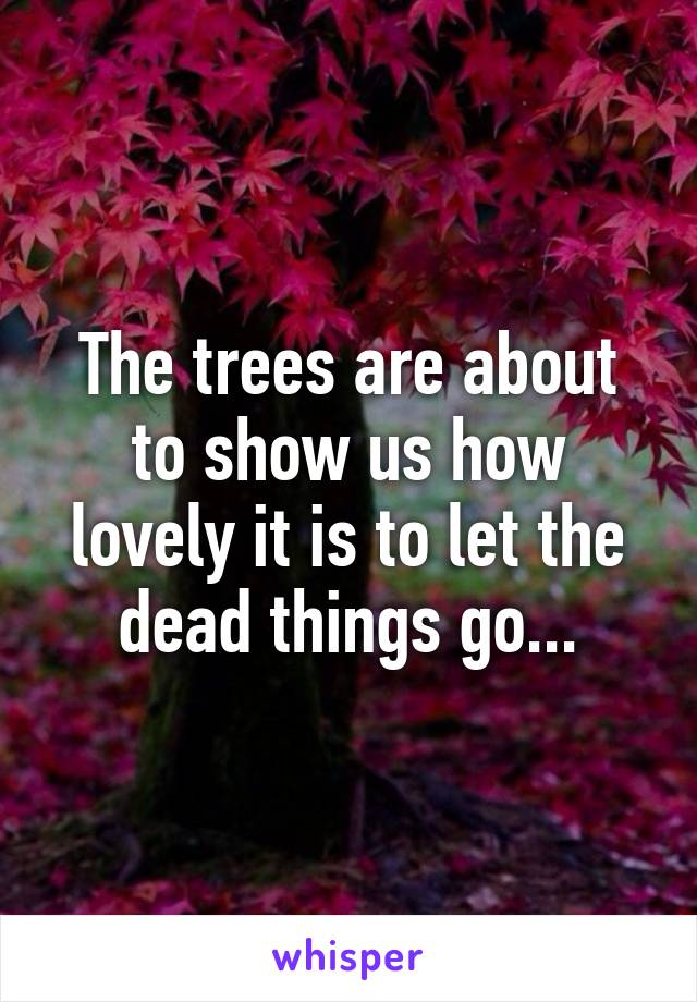 The trees are about to show us how lovely it is to let the dead things go...