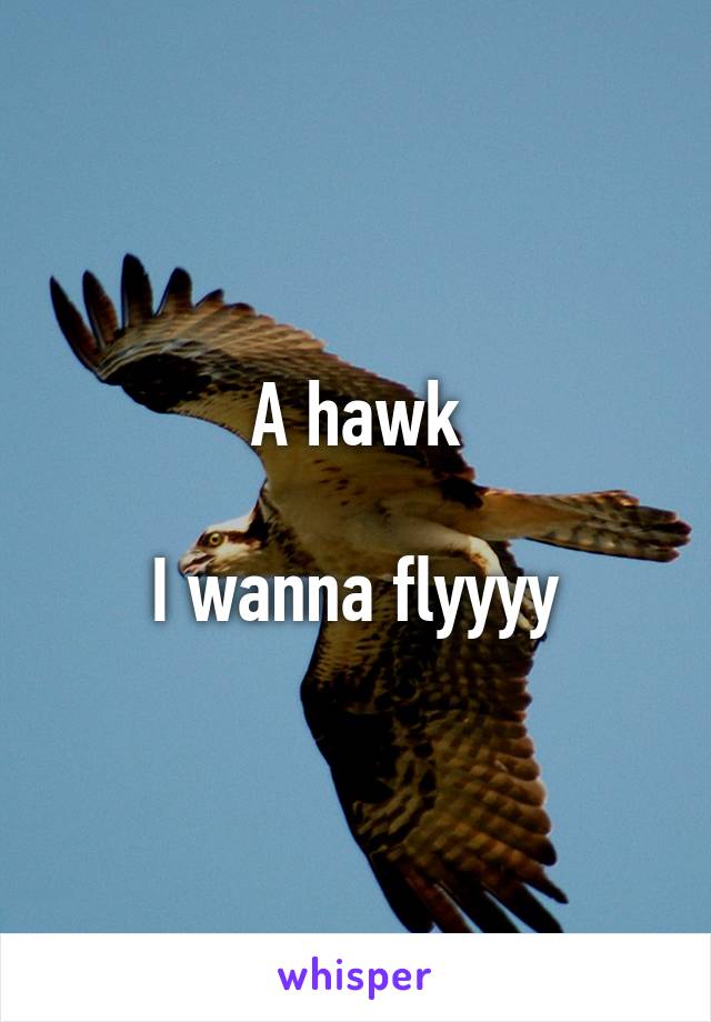 A hawk

I wanna flyyyy