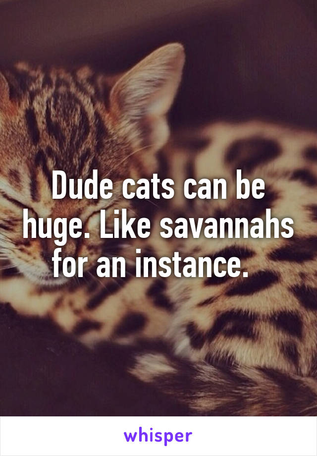 Dude cats can be huge. Like savannahs for an instance.  