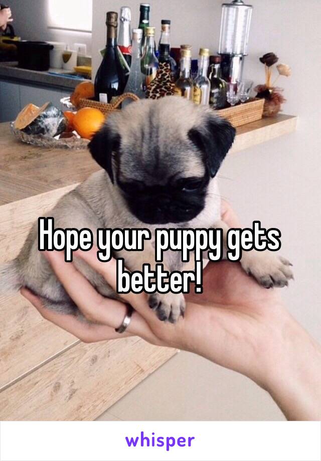 Hope your puppy gets better! 