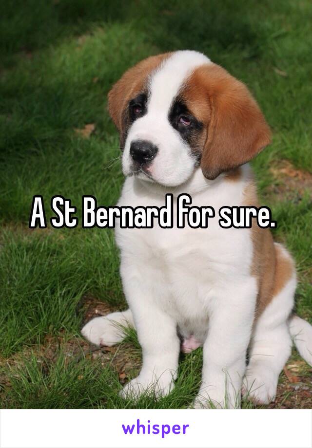 A St Bernard for sure.