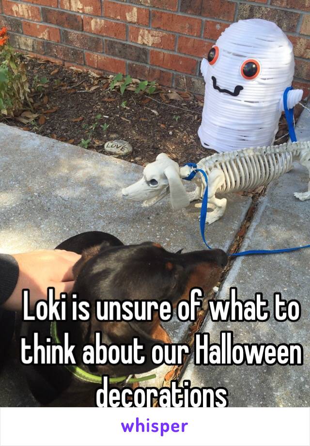 Loki is unsure of what to think about our Halloween decorations 