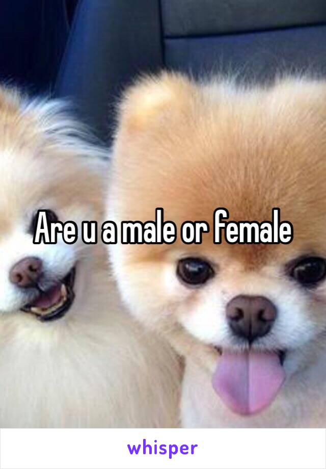 Are u a male or female 