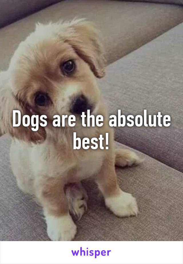 Dogs are the absolute best!