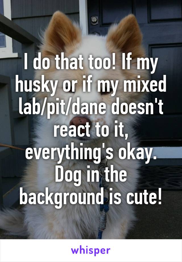 I do that too! If my husky or if my mixed lab/pit/dane doesn't react to it, everything's okay.
Dog in the background is cute!