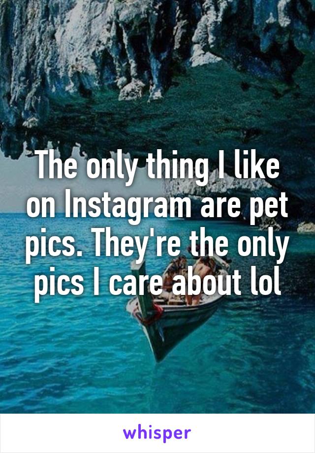 The only thing I like on Instagram are pet pics. They're the only pics I care about lol