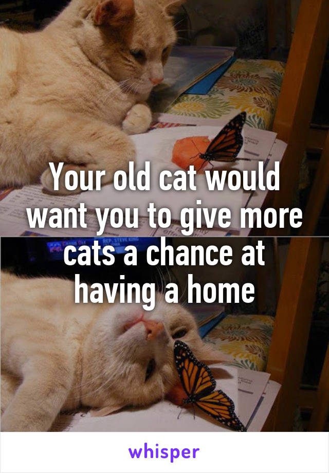 Your old cat would want you to give more cats a chance at having a home