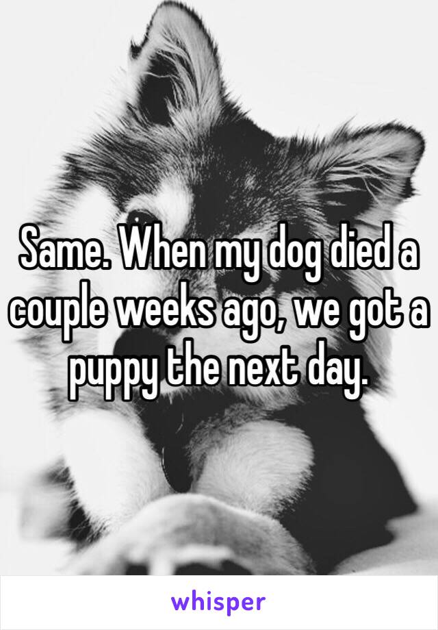 Same. When my dog died a couple weeks ago, we got a puppy the next day.