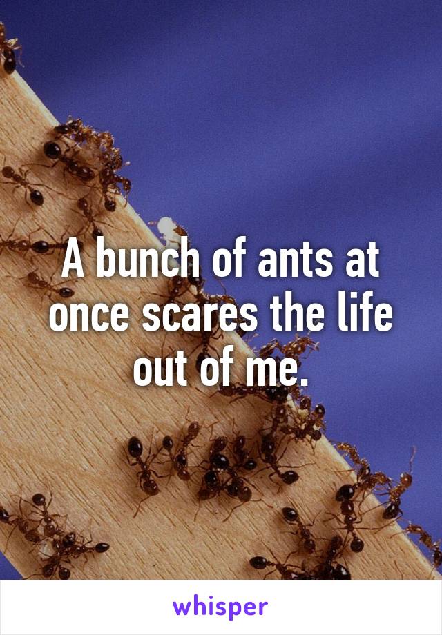 A bunch of ants at once scares the life out of me.