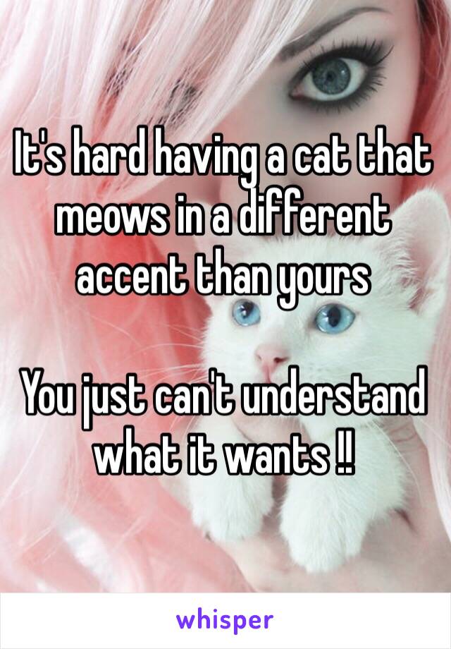 It's hard having a cat that meows in a different accent than yours 

You just can't understand what it wants !!