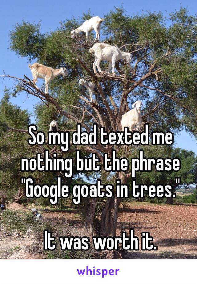 So my dad texted me nothing but the phrase "Google goats in trees."

It was worth it. 