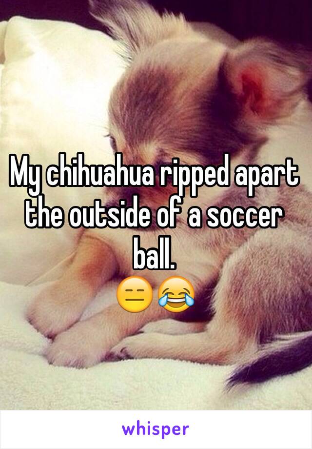 My chihuahua ripped apart the outside of a soccer ball. 
😑😂