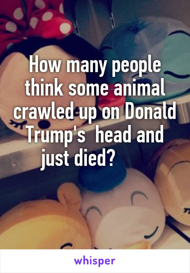 How many people think some animal crawled up on Donald Trump's  head and just died?       

