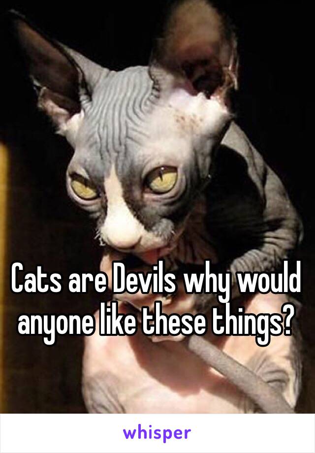 Cats are Devils why would anyone like these things?