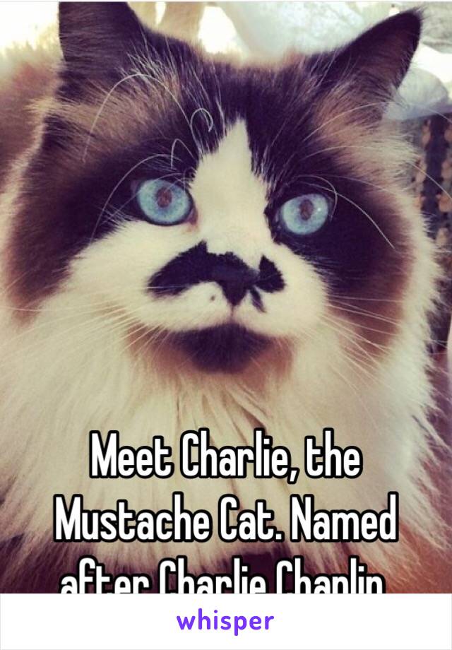 Meet Charlie, the Mustache Cat. Named after Charlie Chaplin. 