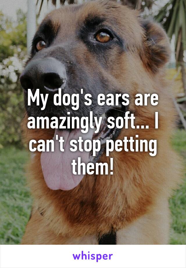 My dog's ears are amazingly soft... I can't stop petting them!