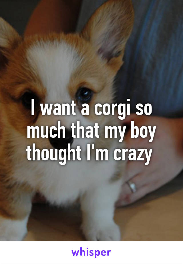 I want a corgi so much that my boy thought I'm crazy 