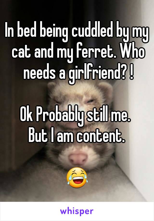 In bed being cuddled by my cat and my ferret. Who needs a girlfriend? !

Ok Probably still me. 
But I am content.

😂