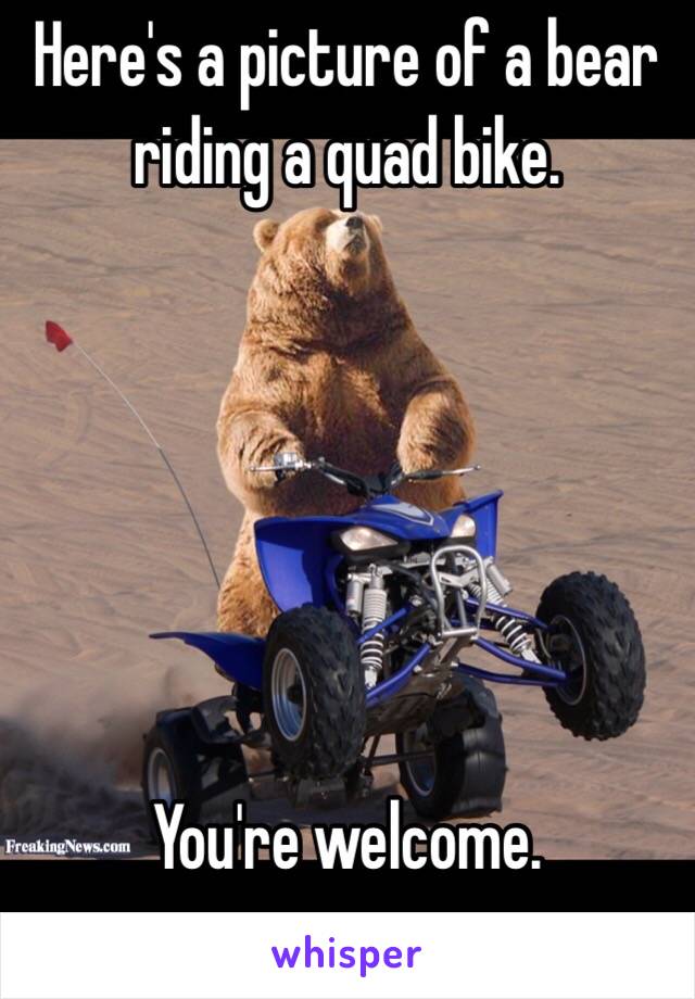 Here's a picture of a bear riding a quad bike.






You're welcome.