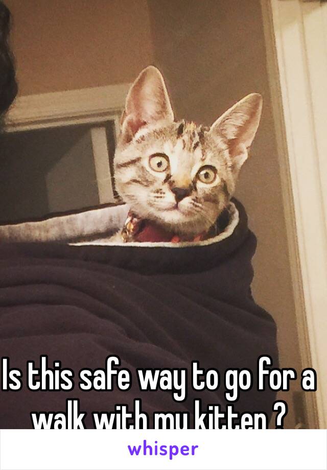 Is this safe way to go for a walk with my kitten ? 