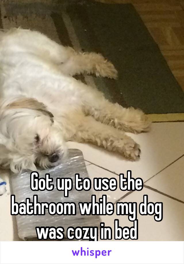 Got up to use the bathroom while my dog was cozy in bed