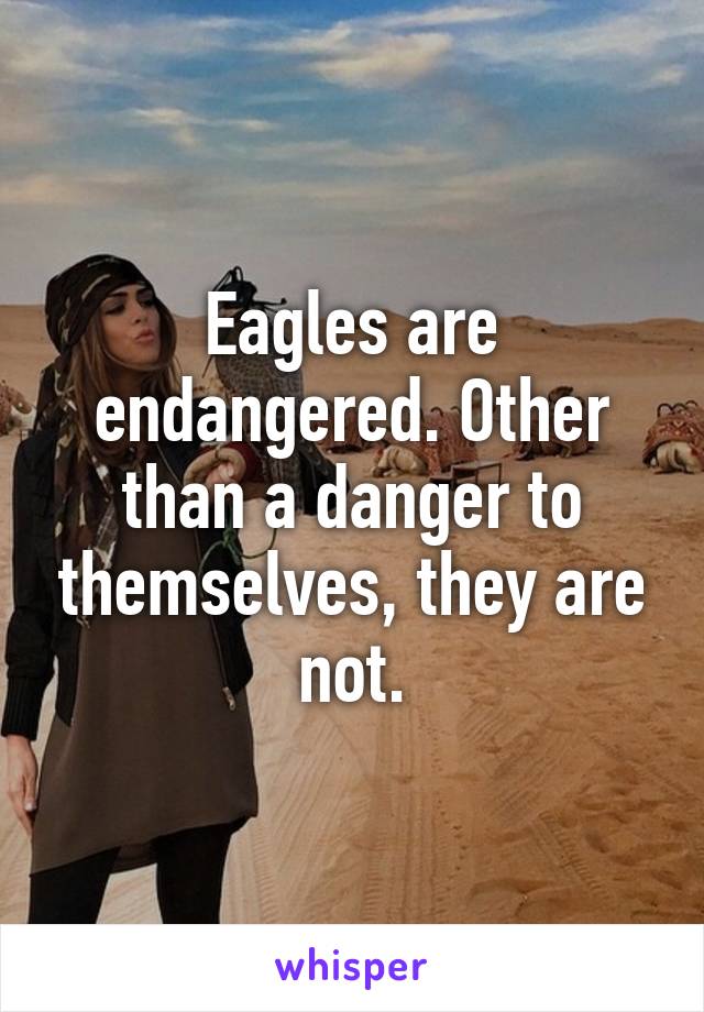 Eagles are endangered. Other than a danger to themselves, they are not.