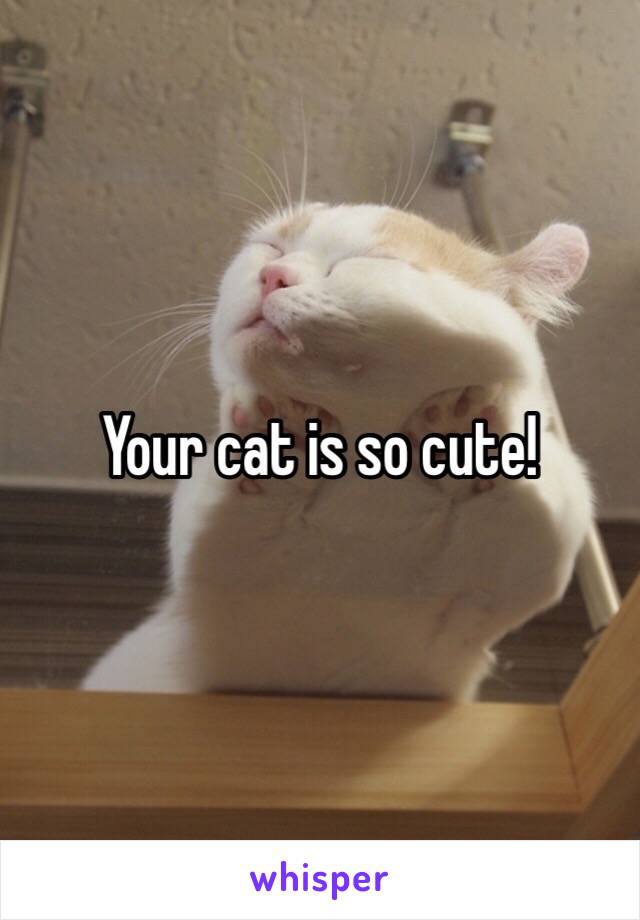 Your cat is so cute!