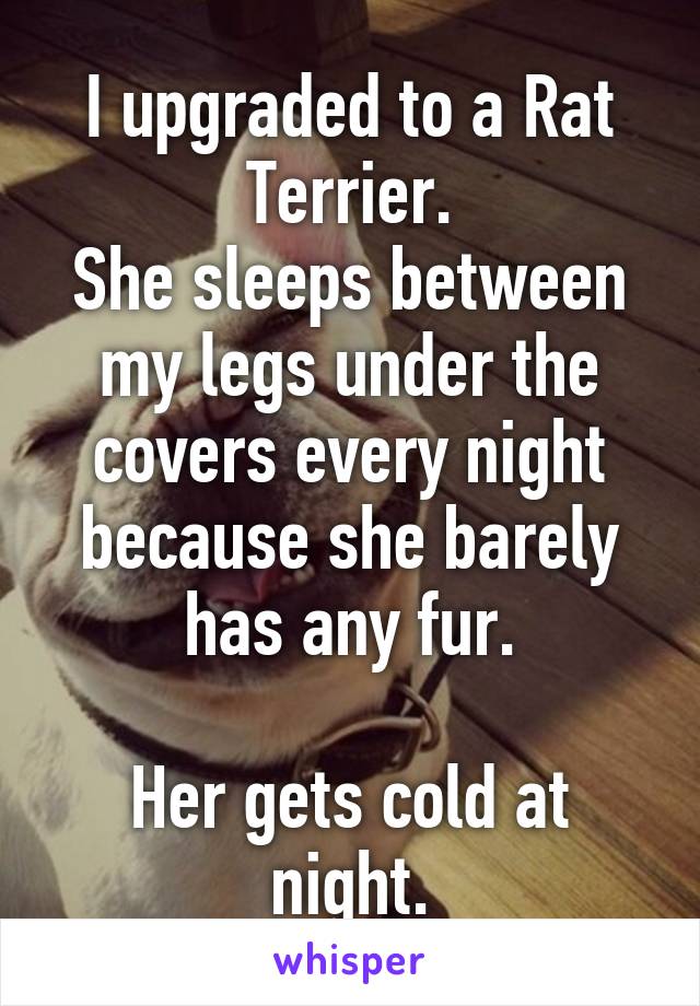 I upgraded to a Rat Terrier.
She sleeps between my legs under the covers every night because she barely has any fur.

Her gets cold at night.