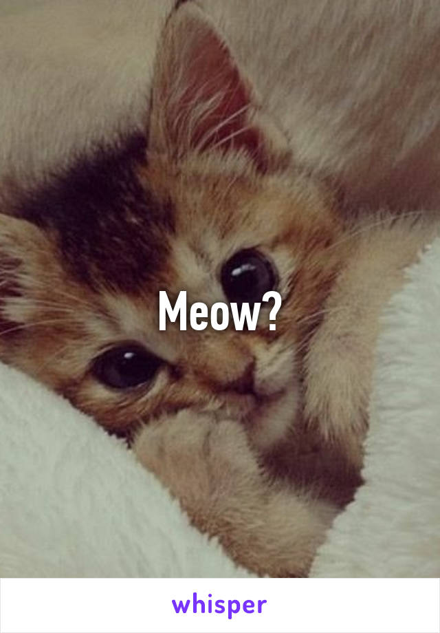 Meow?