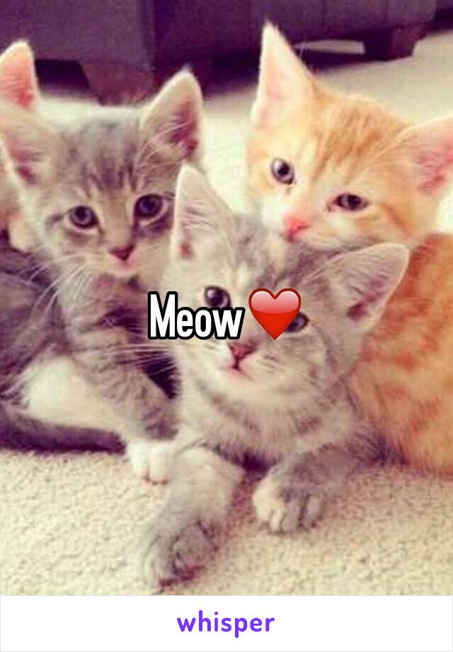 Meow❤️