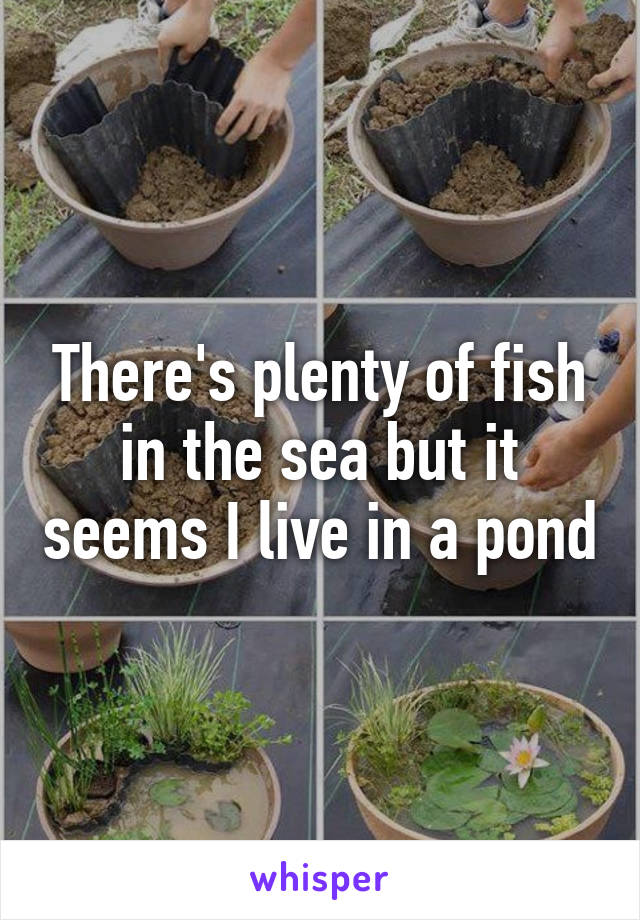 There's plenty of fish in the sea but it seems I live in a pond