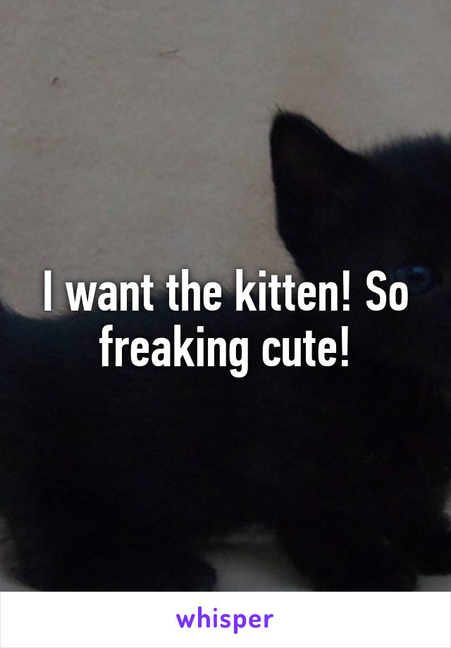 I want the kitten! So freaking cute!