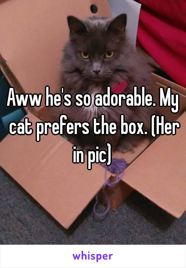 Aww he's so adorable. My cat prefers the box. (Her in pic) 