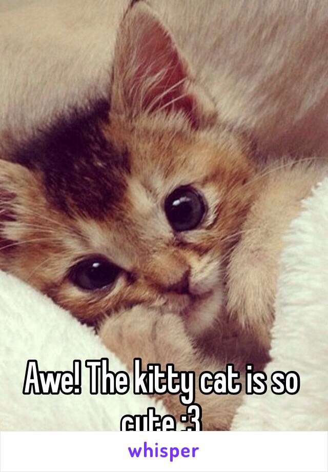 Awe! The kitty cat is so cute :3