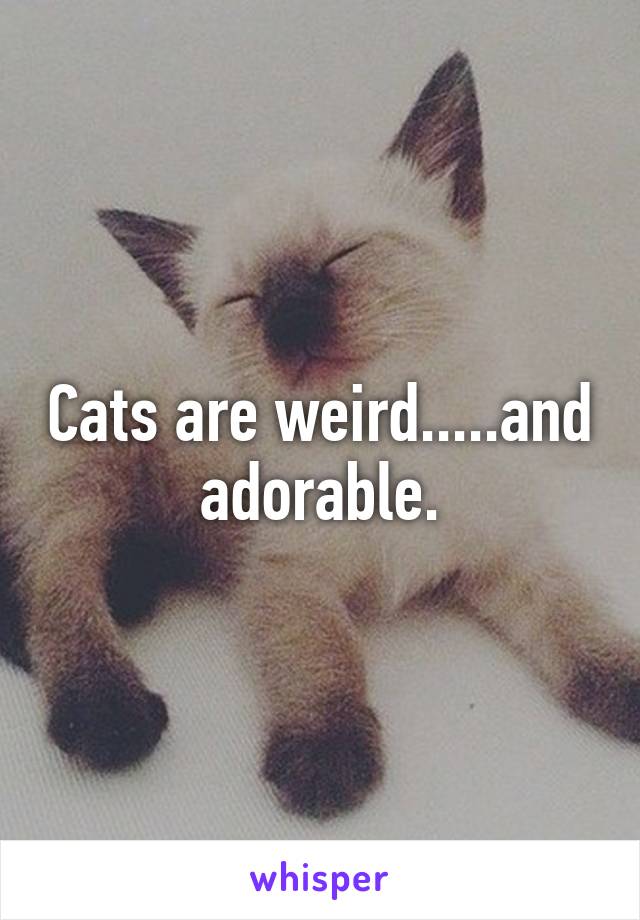 Cats are weird.....and adorable.