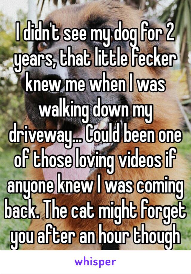I didn't see my dog for 2 years, that little fecker knew me when I was walking down my driveway... Could been one of those loving videos if anyone knew I was coming back. The cat might forget you after an hour though