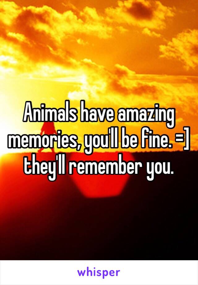 Animals have amazing memories, you'll be fine. =] they'll remember you.