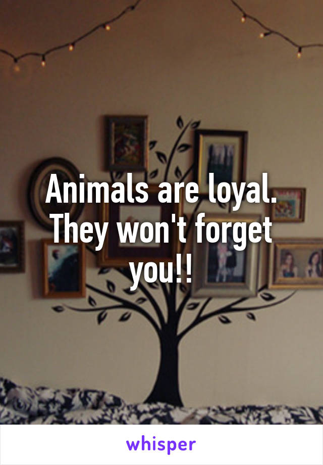 Animals are loyal. They won't forget you!!