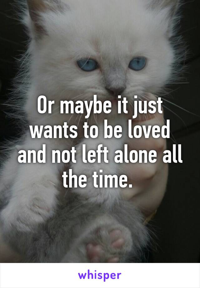 Or maybe it just wants to be loved and not left alone all the time. 