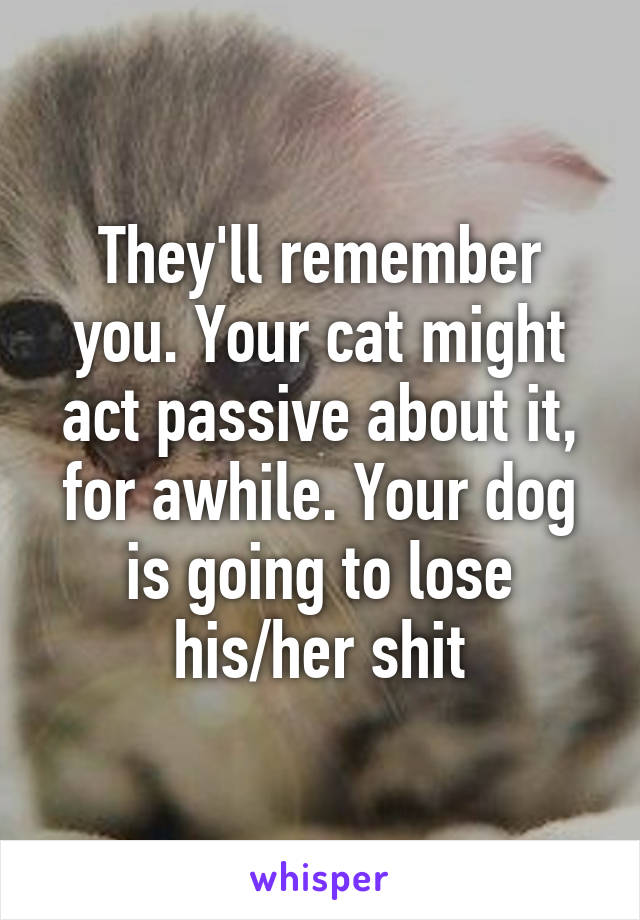 They'll remember you. Your cat might act passive about it, for awhile. Your dog is going to lose his/her shit