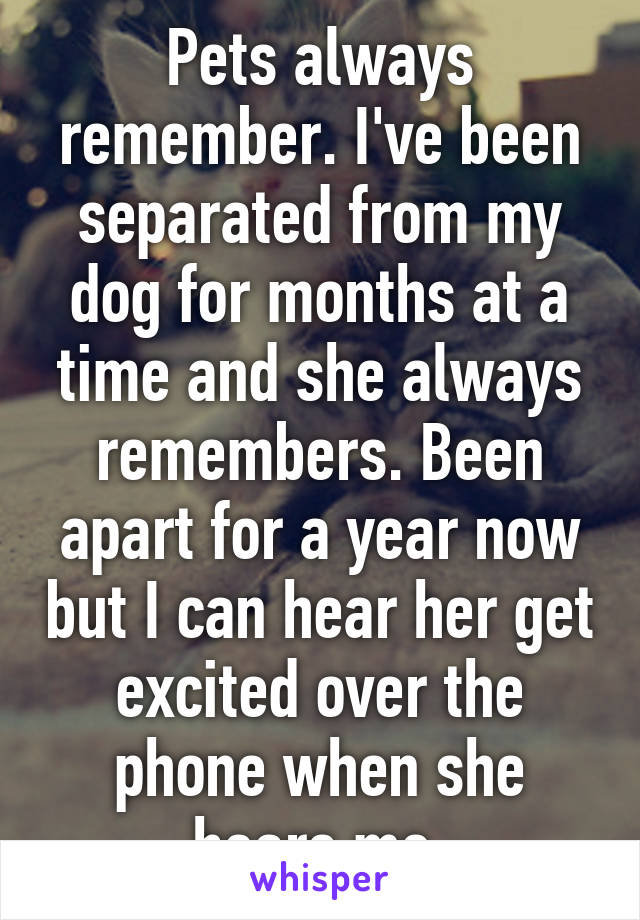 Pets always remember. I've been separated from my dog for months at a time and she always remembers. Been apart for a year now but I can hear her get excited over the phone when she hears me.