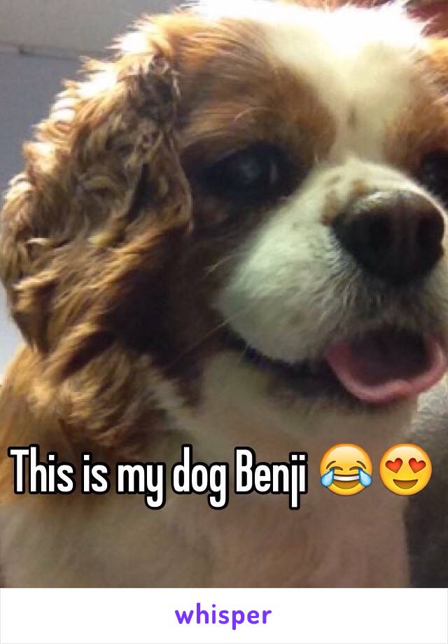 This is my dog Benji 😂😍

