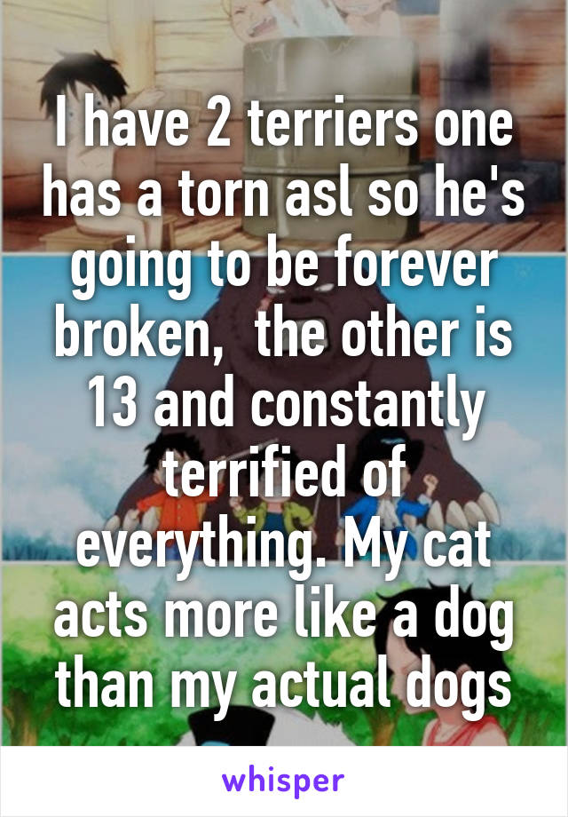 I have 2 terriers one has a torn asl so he's going to be forever broken,  the other is 13 and constantly terrified of everything. My cat acts more like a dog than my actual dogs