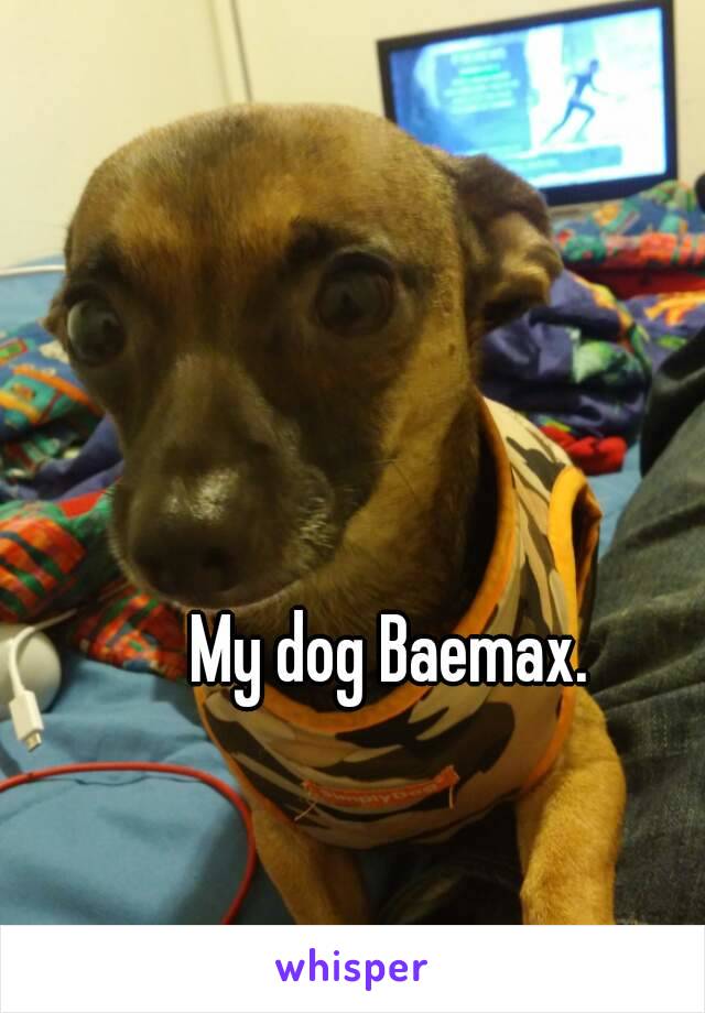 My dog Baemax.