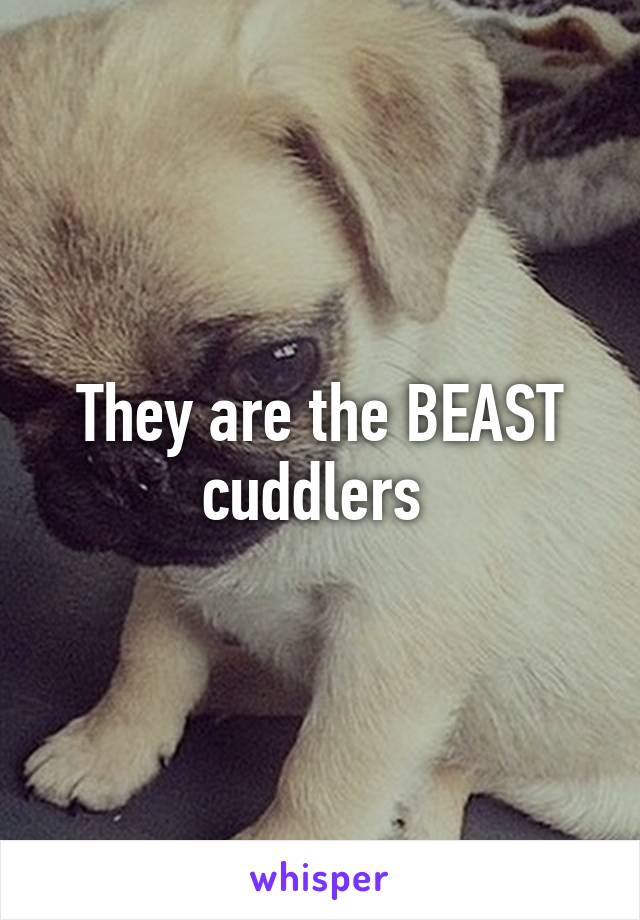 They are the BEAST cuddlers 